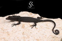 Black Tree Monitor (Varanus beccarii) - USCBB Unsexed #6 - Sundown Reptiles