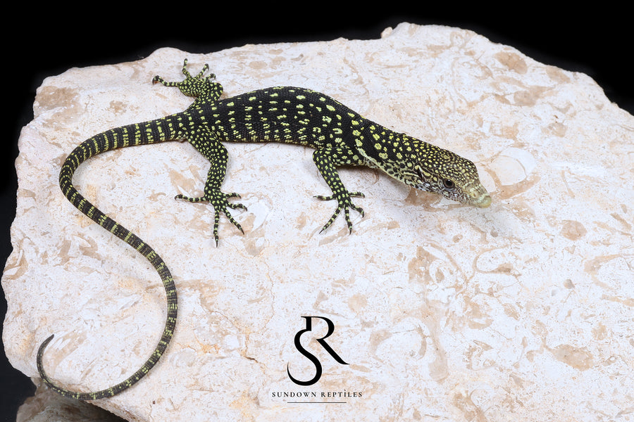 Golden-Spotted Tree Monitor (Varanus boehmei) - USCBB Unsexed 'Raptor Pair' #4 - Sundown Reptiles