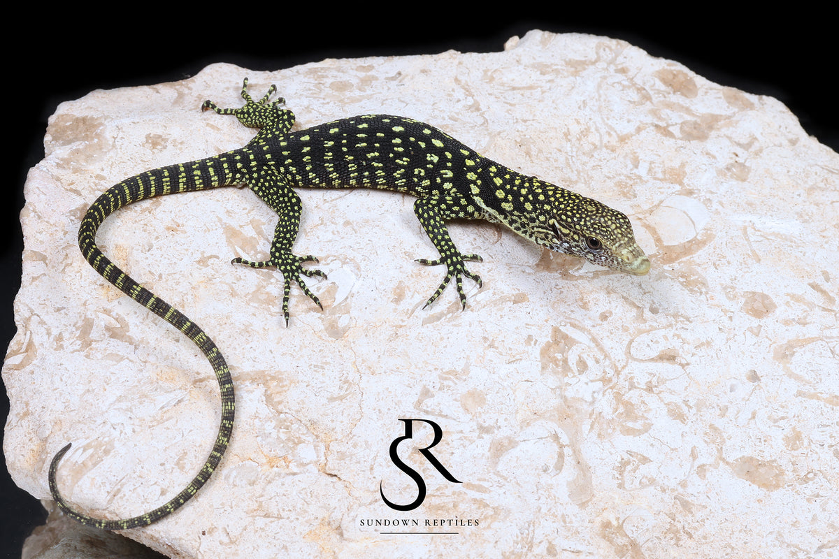 Golden-Spotted Tree Monitor (Varanus boehmei) - USCBB Unsexed 'Raptor Pair' #4 - Sundown Reptiles
