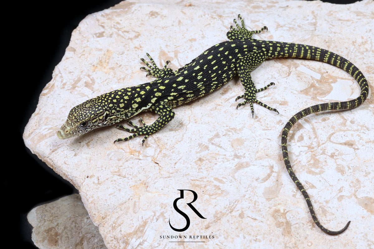 Golden-Spotted Tree Monitor (Varanus boehmei) - USCBB Unsexed 'Raptor Pair' #4 - Sundown Reptiles