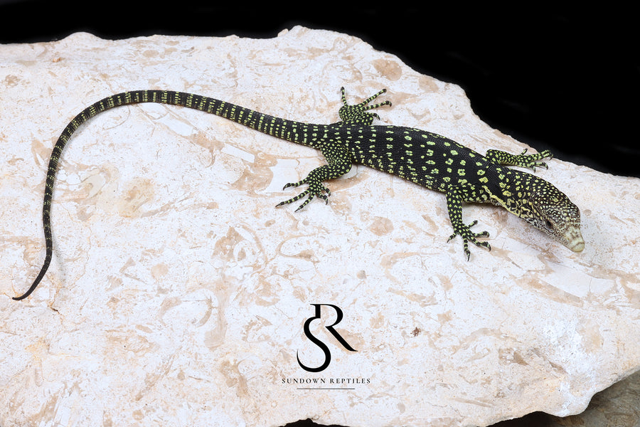 Golden-Spotted Tree Monitor (Varanus boehmei) - USCBB Unsexed 'Raptor Pair' #5 - Sundown Reptiles