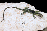 Golden-Spotted Tree Monitor (Varanus boehmei) - USCBB Unsexed 'Raptor Pair' #5 - Sundown Reptiles