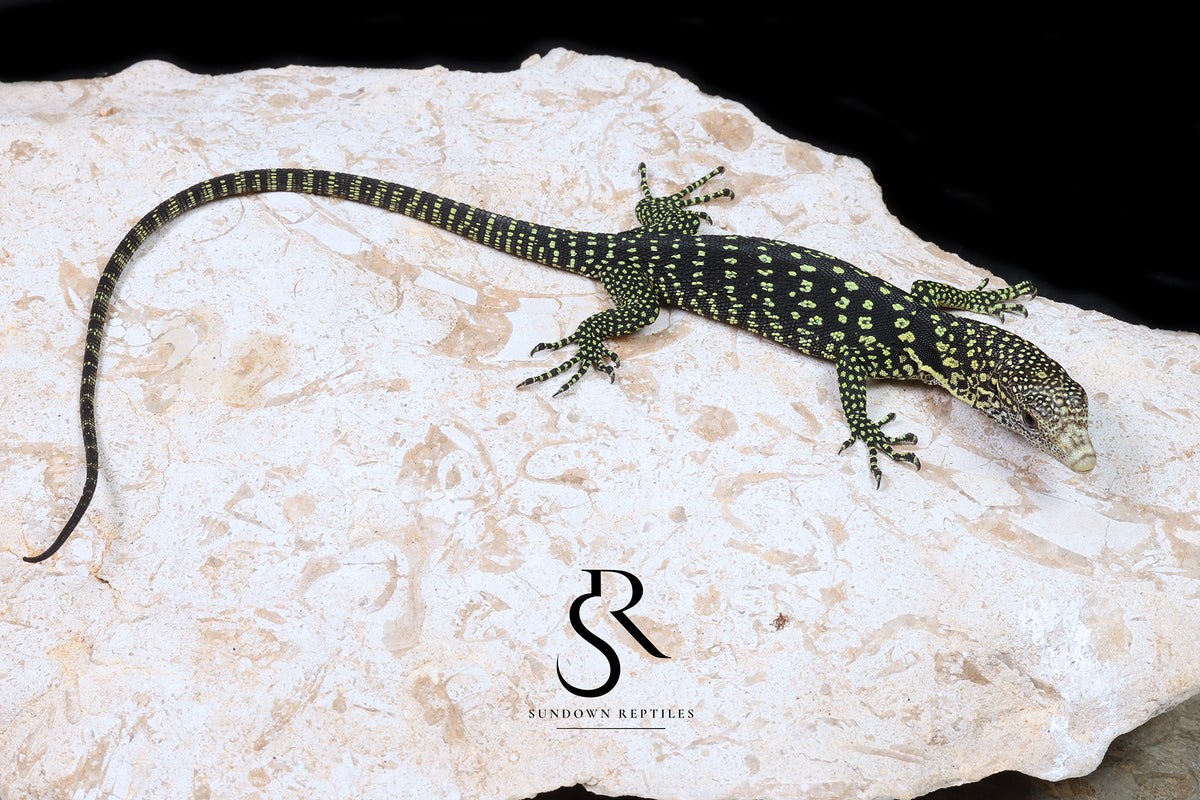Golden-Spotted Tree Monitor (Varanus boehmei) - USCBB Unsexed 'Raptor Pair' #5 - Sundown Reptiles