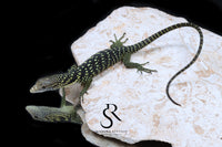 Golden-Spotted Tree Monitor (Varanus boehmei) - USCBB Unsexed 'Raptor Pair' #5 - Sundown Reptiles