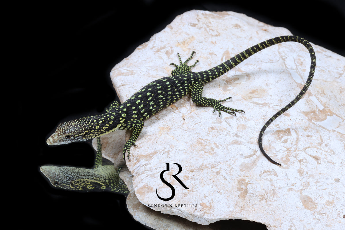 Golden-Spotted Tree Monitor (Varanus boehmei) - USCBB Unsexed 'Raptor Pair' #5 - Sundown Reptiles