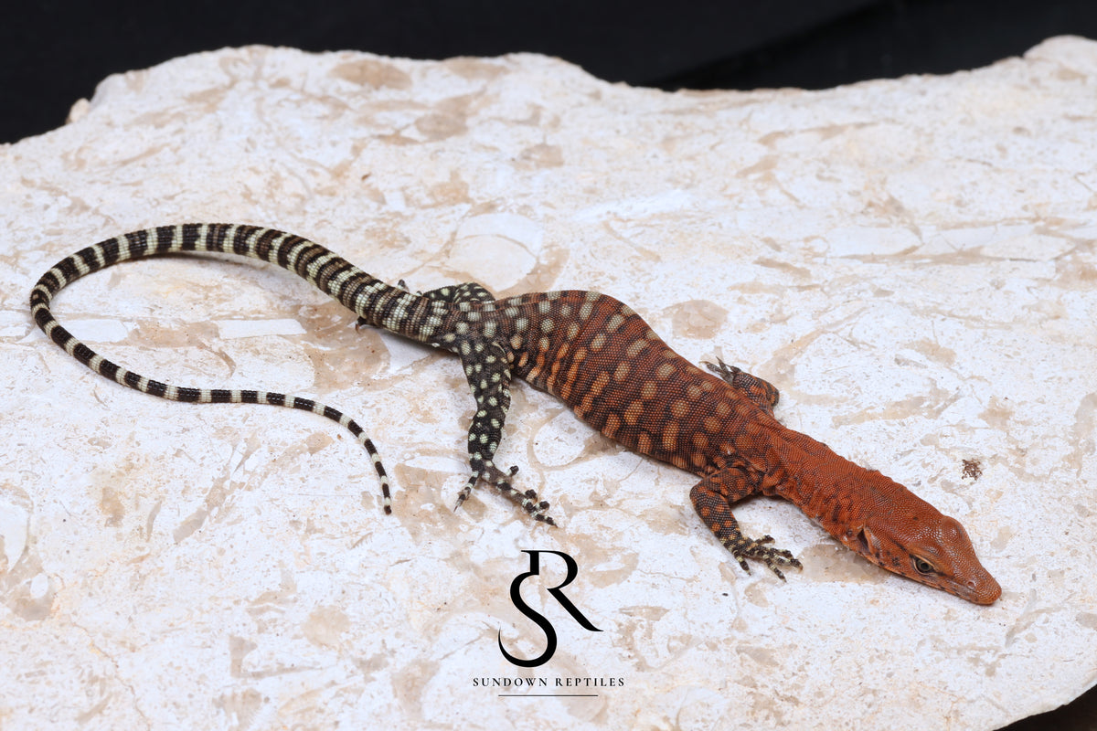 Pilbara Rock Monitor (Varanus pilbarensis) Unsexed #7 - Sundown Reptiles