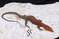 Pilbara Rock Monitor (Varanus pilbarensis) Unsexed #7 - Sundown Reptiles