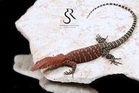 Pilbara Rock Monitor (Varanus pilbarensis) Unsexed #7 - Sundown Reptiles