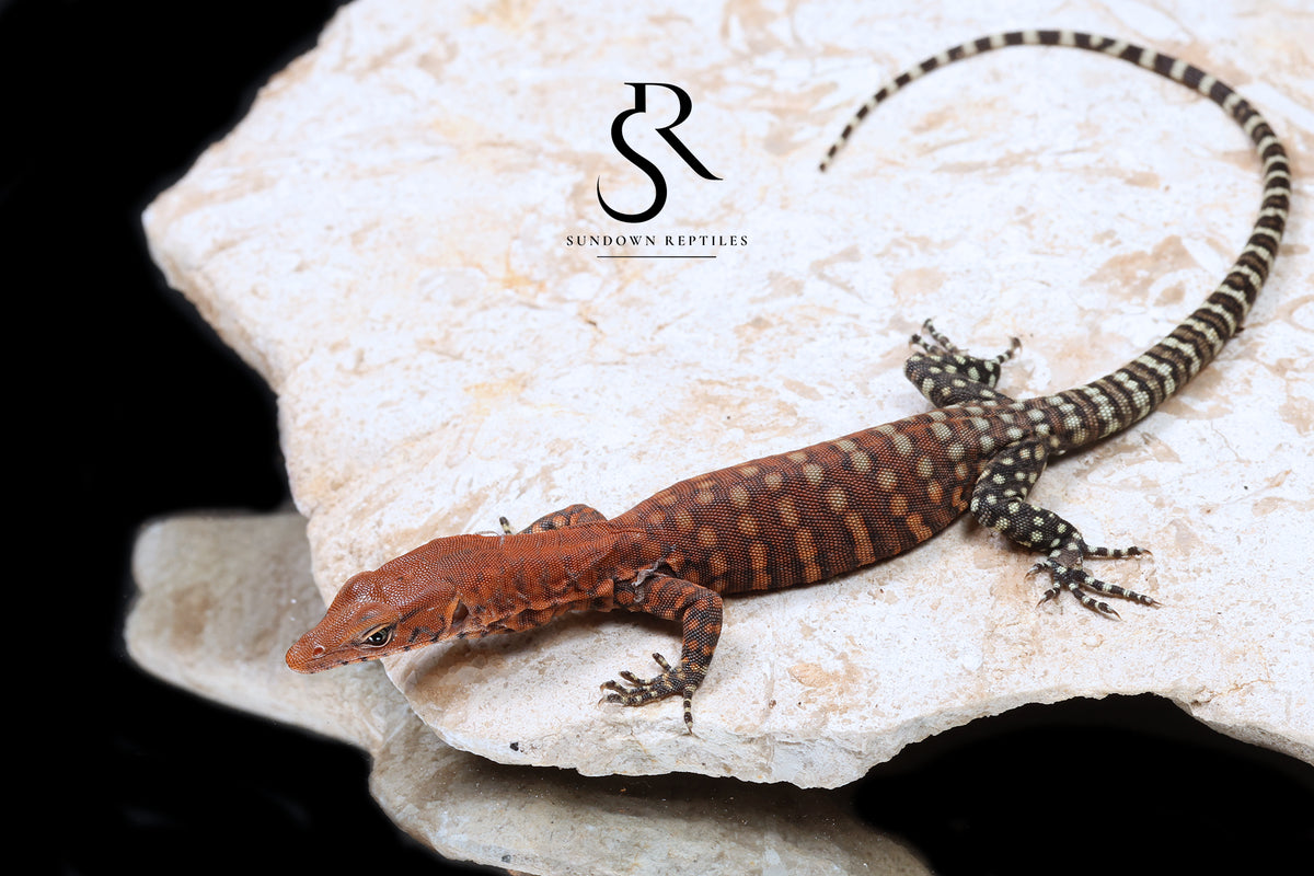 Pilbara Rock Monitor (Varanus pilbarensis) Unsexed #7 - Sundown Reptiles