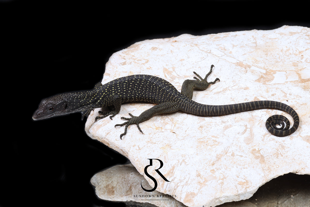 Black Tree Monitor (Varanus beccarii) - USCBB Unsexed #10 - Sundown Reptiles
