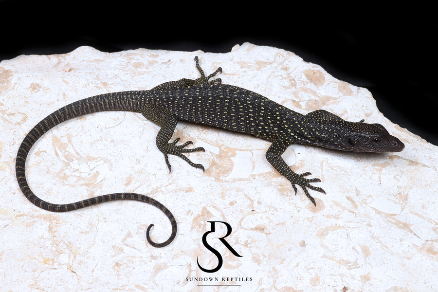 Black Tree Monitor (Varanus beccarii) - USCBB Unsexed #10 - Sundown Reptiles