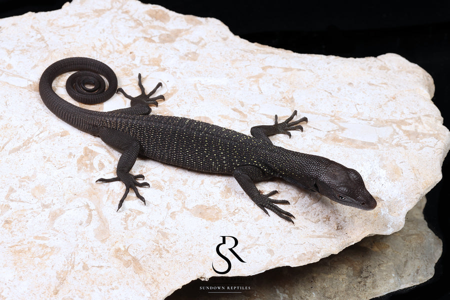 Black Tree Monitor (Varanus beccarii) - USCBB Unsexed #11 - Sundown Reptiles