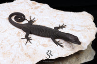 Black Tree Monitor (Varanus beccarii) - USCBB Unsexed #11 - Sundown Reptiles