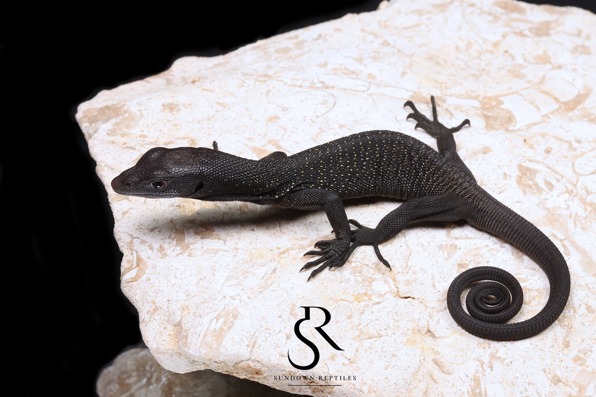 Black Tree Monitor (Varanus beccarii) - USCBB Unsexed #11 - Sundown Reptiles