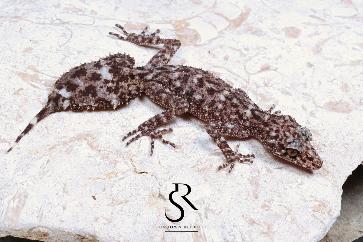Riverine Leaf-Tail Gecko (Phyllurus amnicola): Male PA2025-H2 - Sundown Reptiles