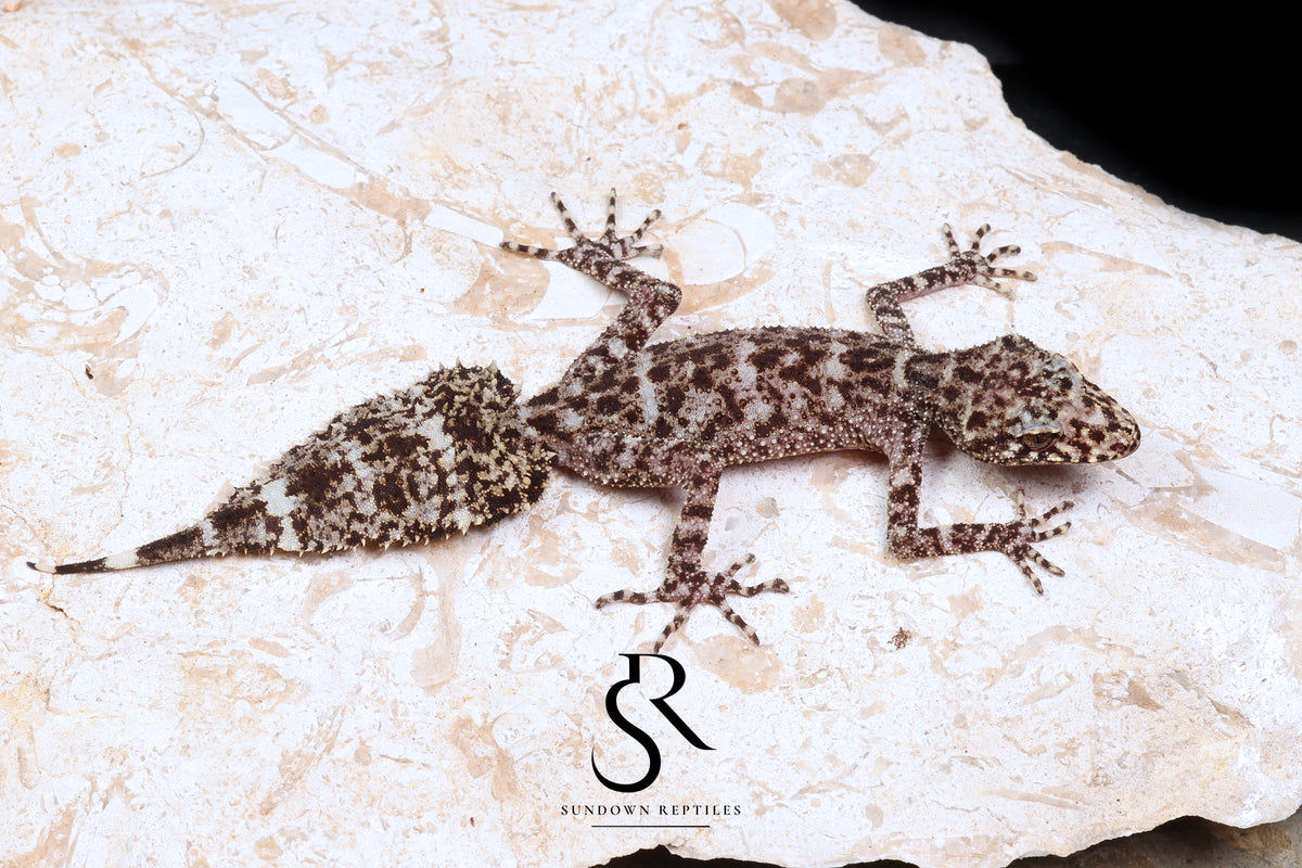 Riverine Leaf-Tail Gecko (Phyllurus amnicola): Female PA2025-1 - Sundown Reptiles