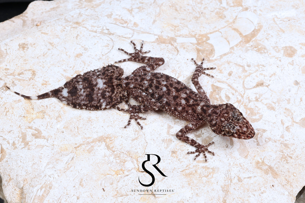 Riverine Leaf-Tail Gecko (Phyllurus amnicola) - Male PA2026-H3 - Sundown Reptiles