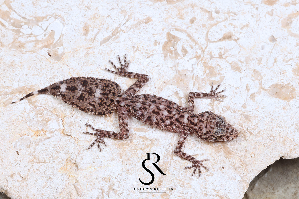 Riverine Leaf-Tail Gecko (Phyllurus amnicola): Unsexed PA2026-H2 - Sundown Reptiles