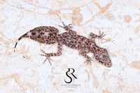 Riverine Leaf-Tail Gecko (Phyllurus amnicola): Unsexed PA2026-H4 - Sundown Reptiles