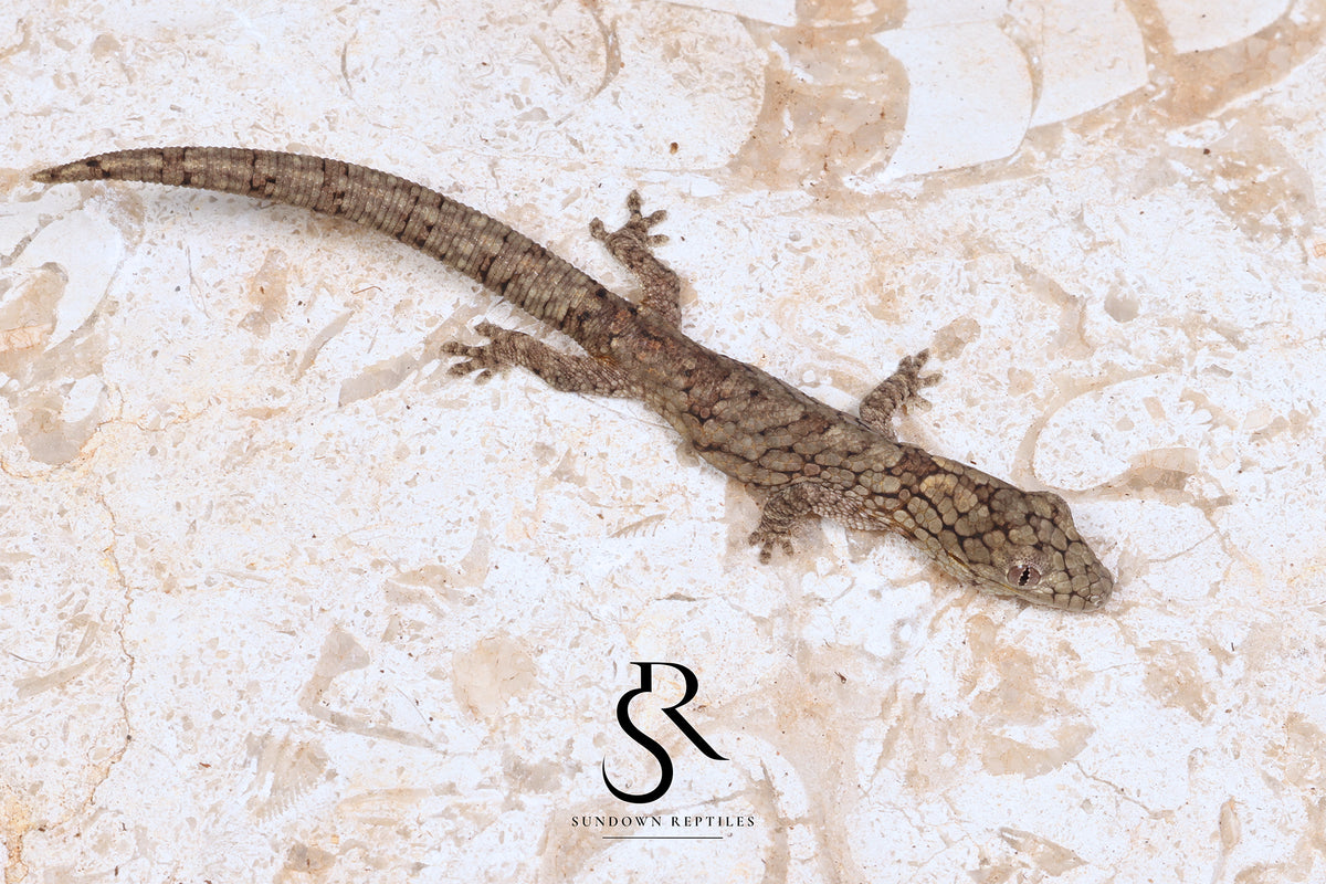 Vieillard's Chameleon Gecko (Eurydactylodes vieillardi) - Male EV2026-1 - Sundown Reptiles