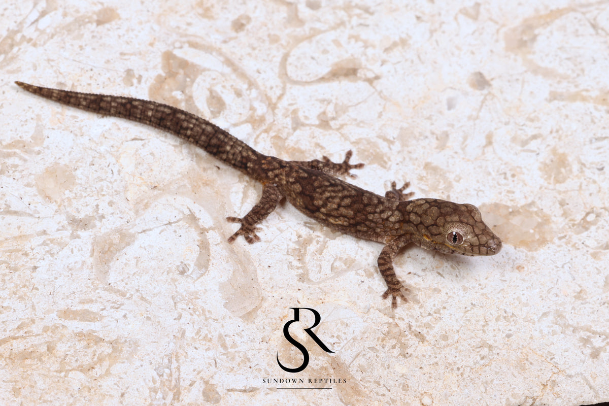 Vieillard's Chameleon Gecko (Eurydactylodes vieillardi) - Female EV2026-2 - Sundown Reptiles