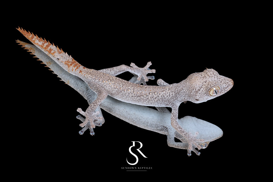 Northern Spiny-Tailed Gecko (Strophurus ciliaris) - Female SC2025-15 - Sundown Reptiles