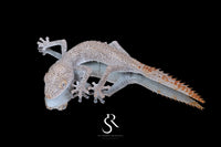 Northern Spiny-Tailed Gecko (Strophurus ciliaris) - Female SC2025-15 - Sundown Reptiles