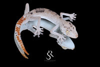 Northern Spiny-Tailed Gecko (Strophurus ciliaris) - Male SC2025-13 - Sundown Reptiles
