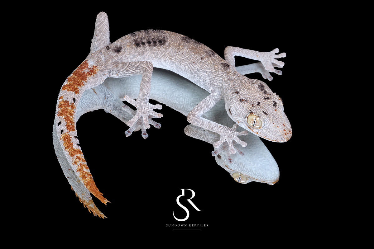 Northern Spiny-Tailed Gecko (Strophurus ciliaris) - Male SC2025-13 - Sundown Reptiles
