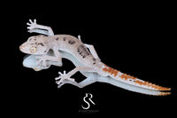 Northern Spiny-Tailed Gecko (Strophurus ciliaris) - Male SC2025-13 - Sundown Reptiles