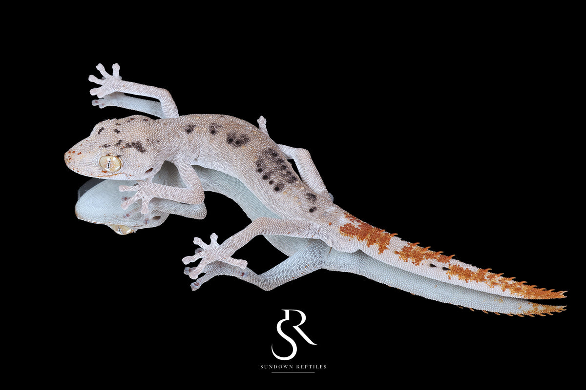 Northern Spiny-Tailed Gecko (Strophurus ciliaris) - Male SC2025-13 - Sundown Reptiles