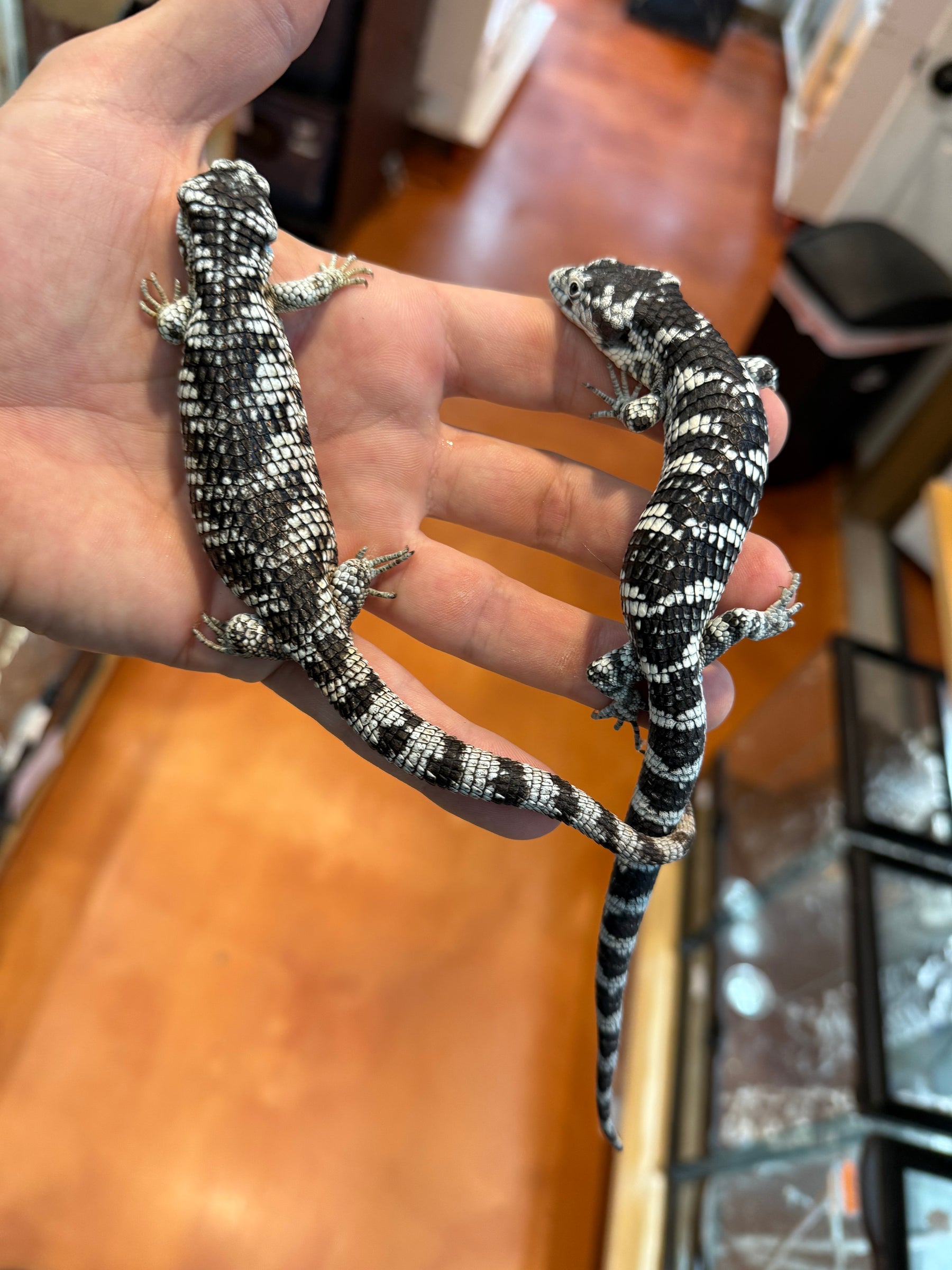 Unsexed Bromeliad Alligator Lizard (Abronia taeniata) #2 - Sundown Reptiles