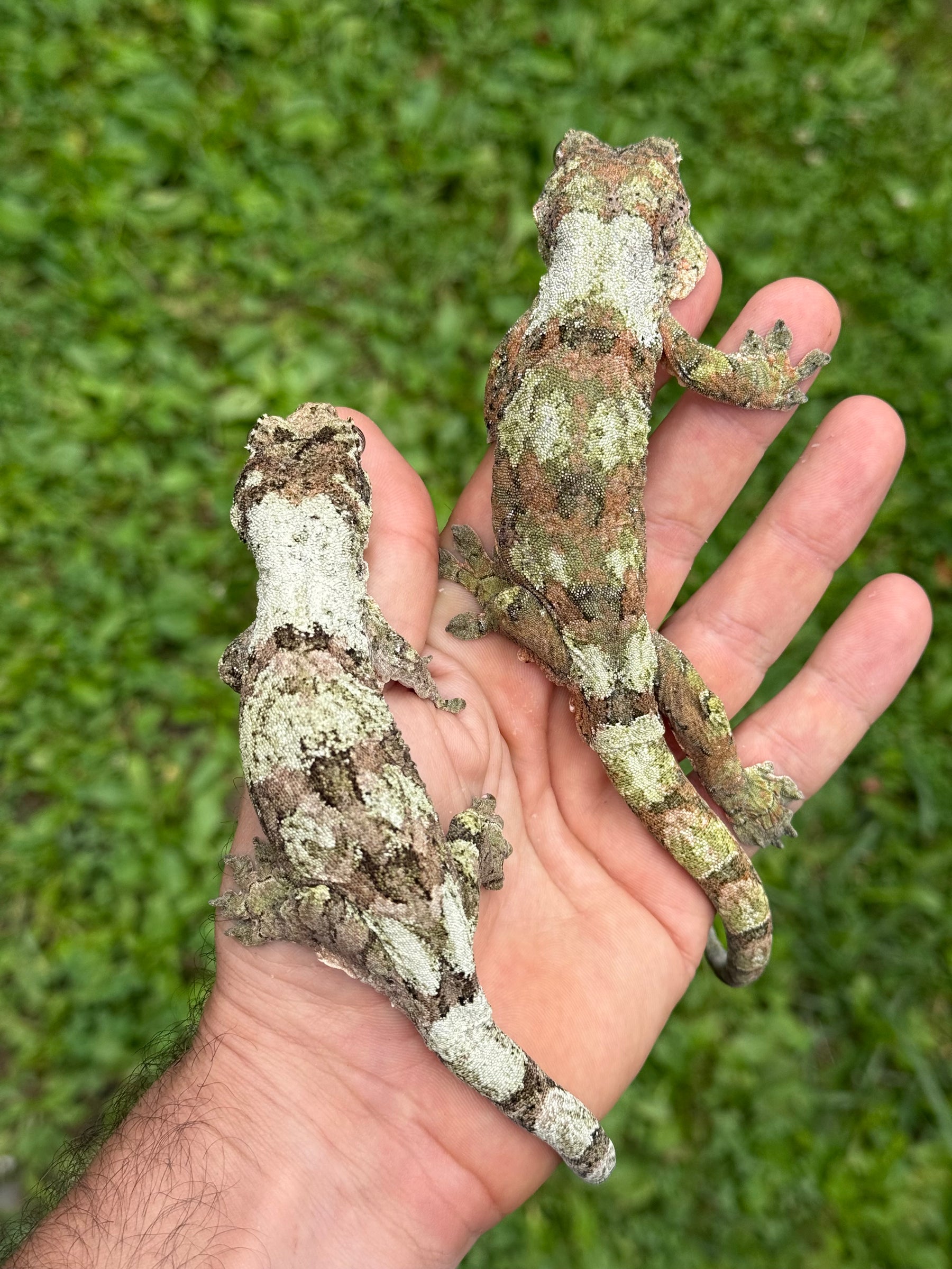 Pine Island Chahoua - Male (Delight x Juice) MC2025-87 - Sundown Reptiles