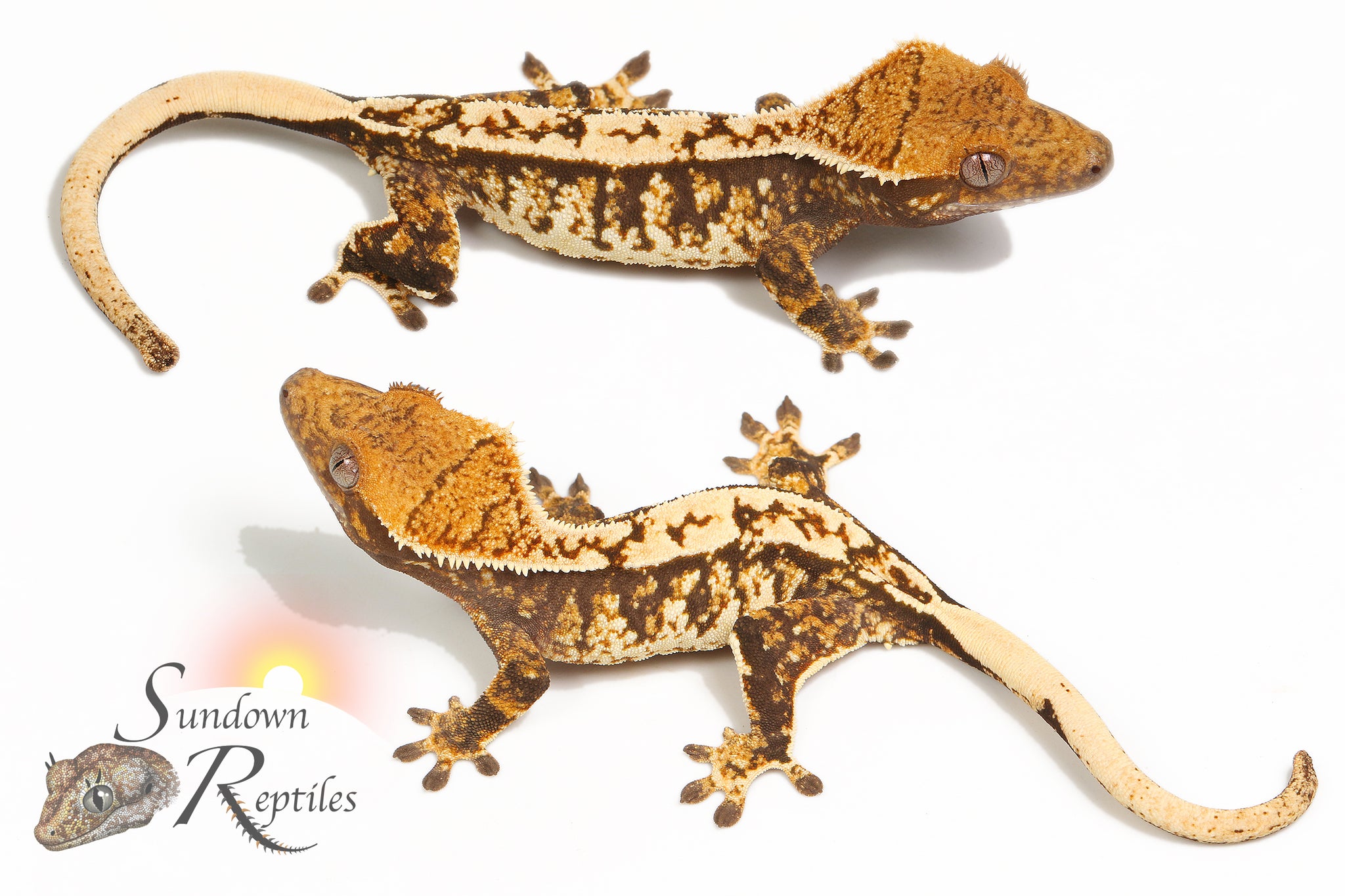 Possible female - Kacky Lacky x Sweetgum