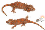Female Orange Blotch / Retic - Mamba x O-Spot