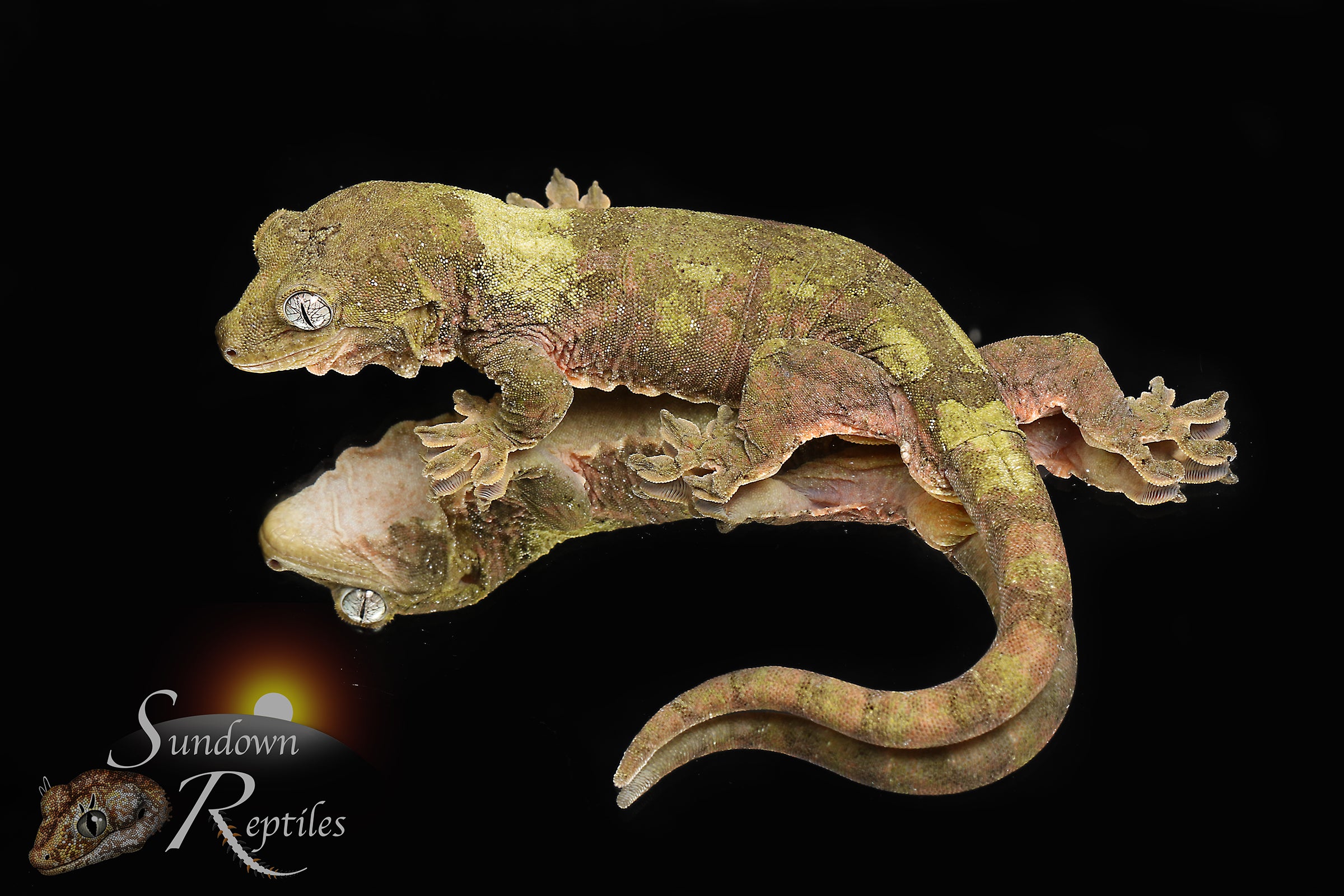 Pine Island chahoua- Male (Koala x Jacamar) MC2025-60 - Sundown Reptiles