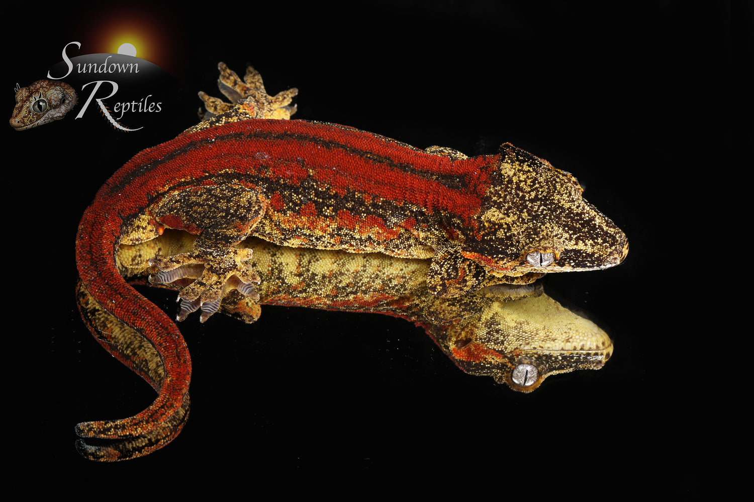 Jam - Sundown Reptiles