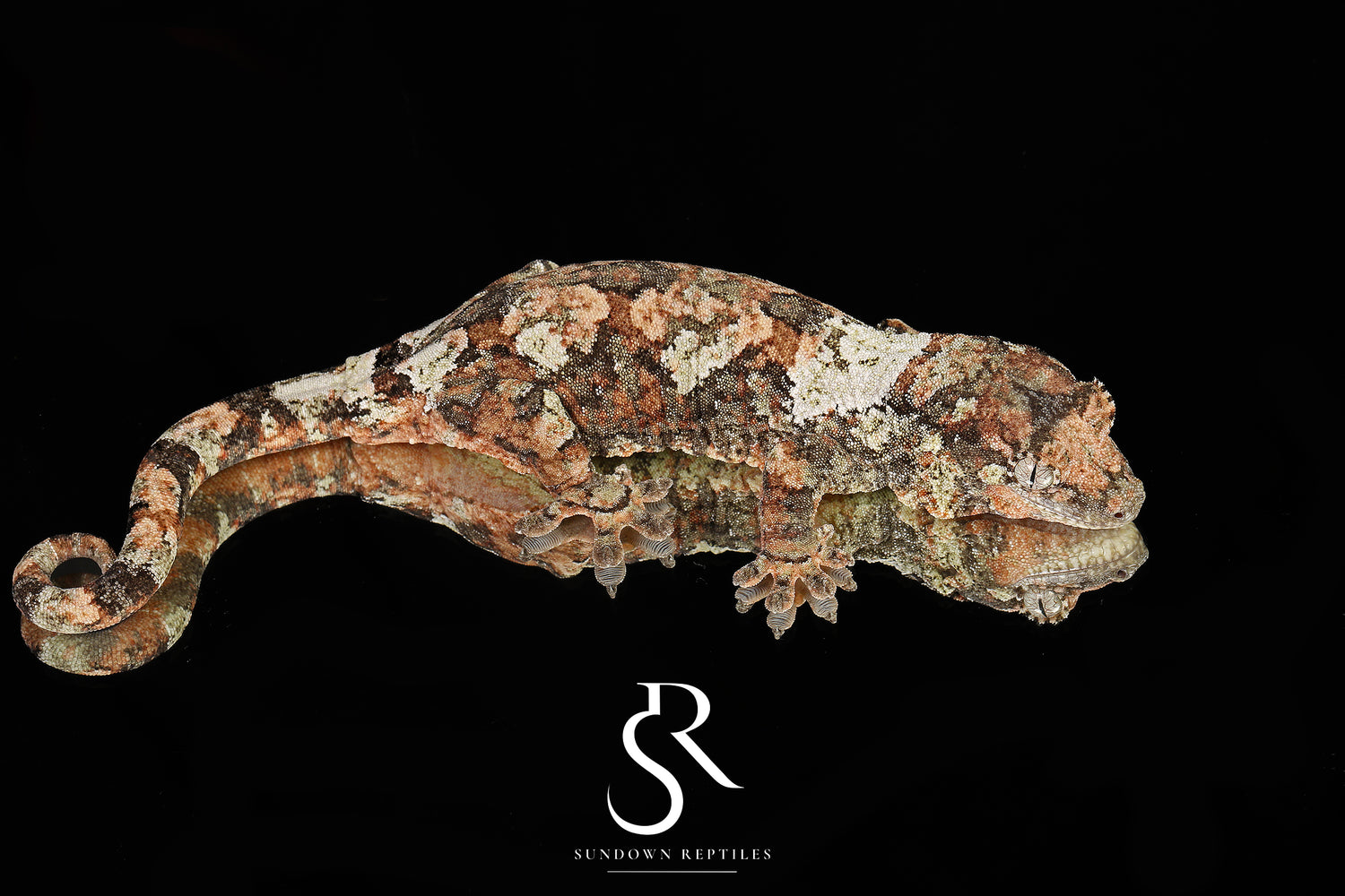 Gardenia - Sundown Reptiles