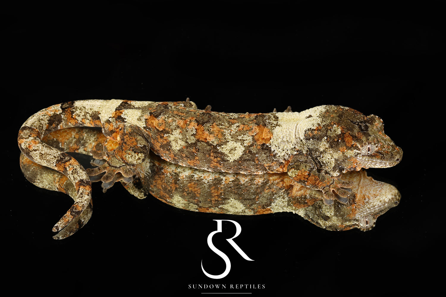Calyx - Sundown Reptiles