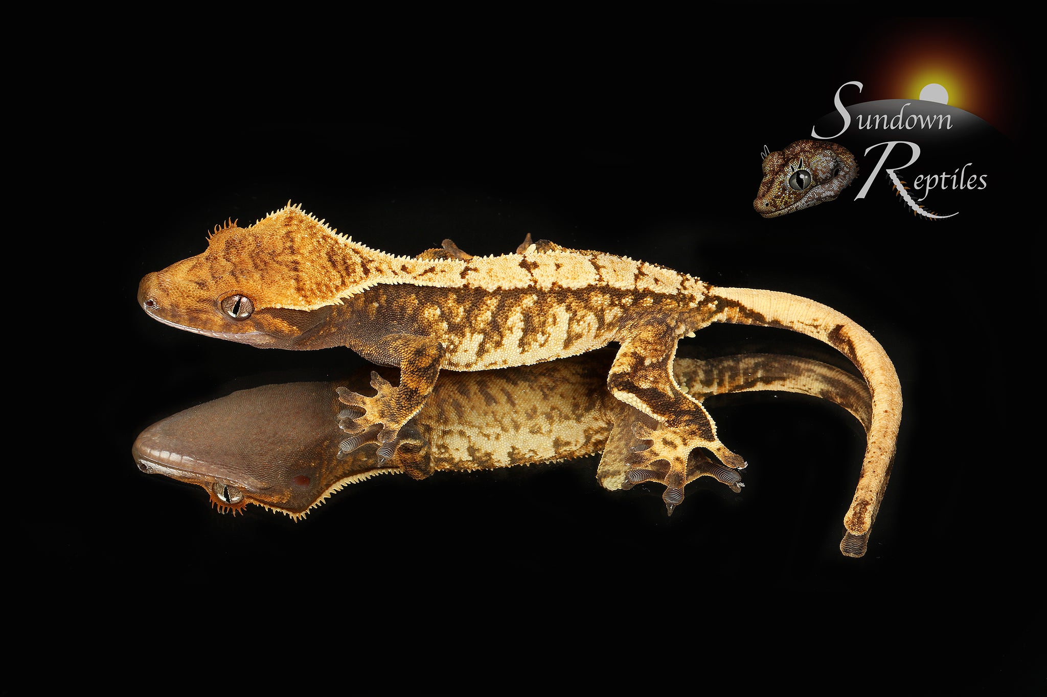 Poss female - (Kacky Lacky x Sweetgum)