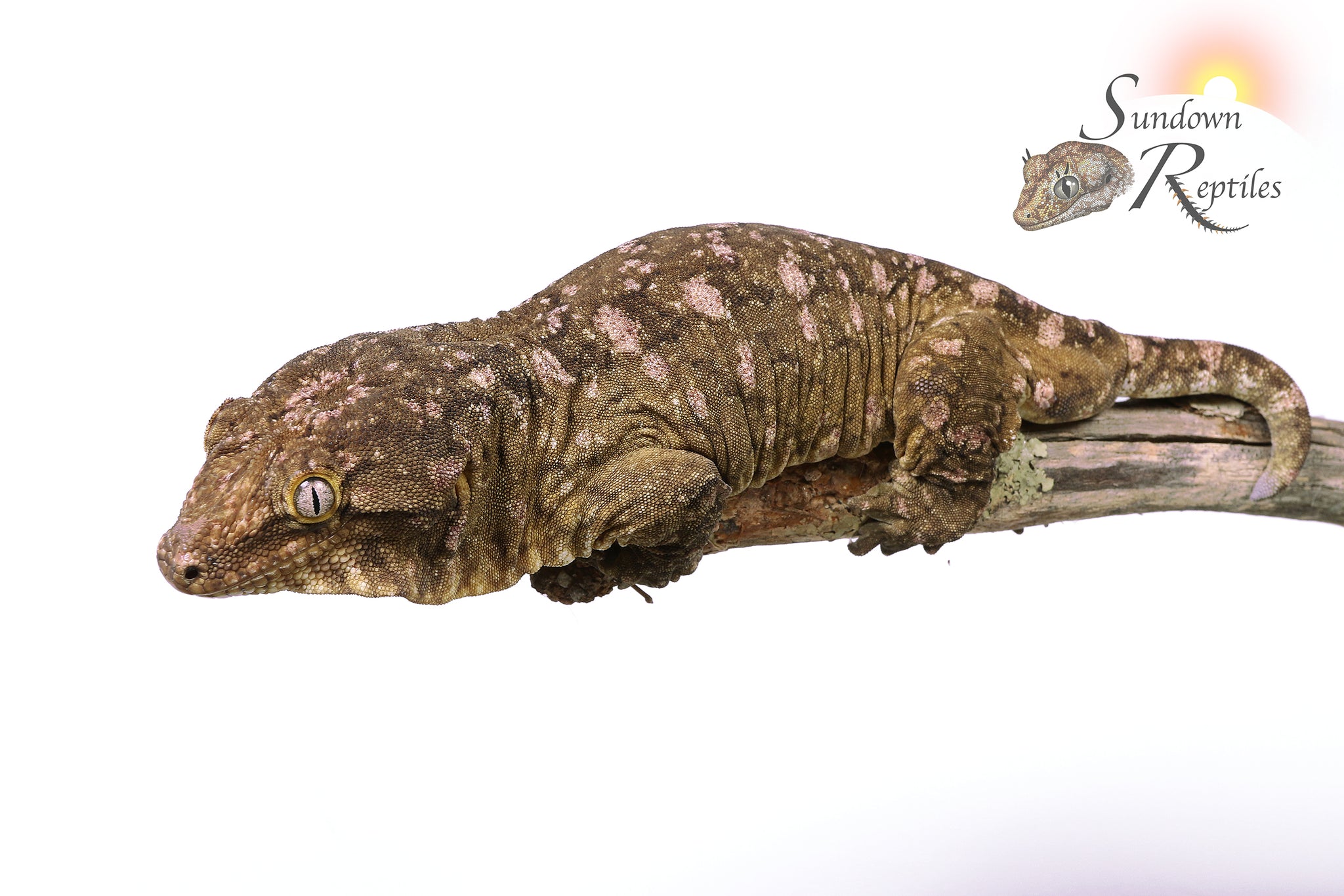 RL2025-3 Unsexed Pure Nuu Ana