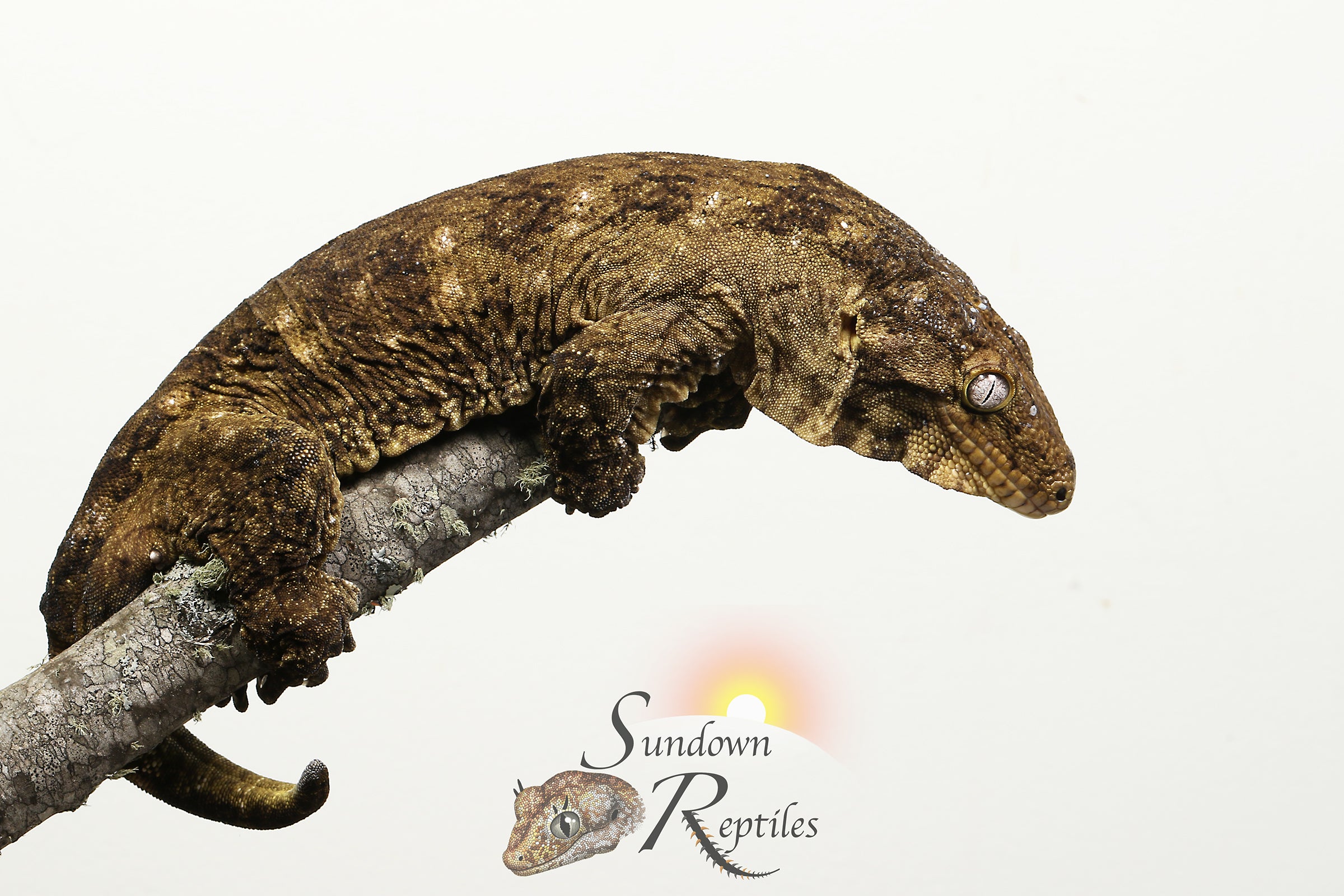 Leachianus gecko - Female Nightshade GT Purple Bar (Purple C/A x CAMK x A/MCDM) - Sundown Reptiles