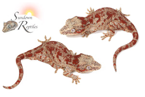 Male Super-Blotch Gargoyle Gecko (Mars x Tulip Offspring)