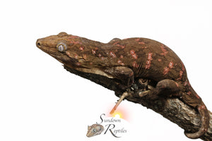 Male Melanistic GT Red Bar