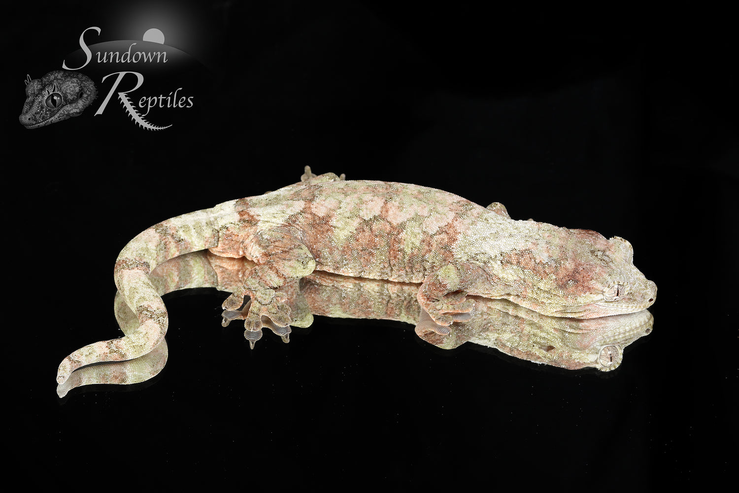 Disco - Sundown Reptiles