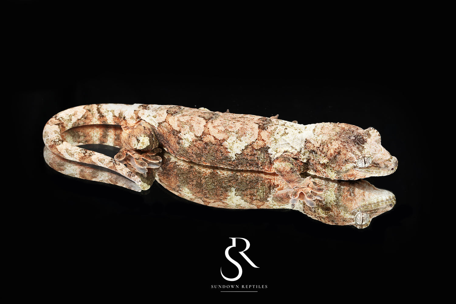 Laelia - Sundown Reptiles