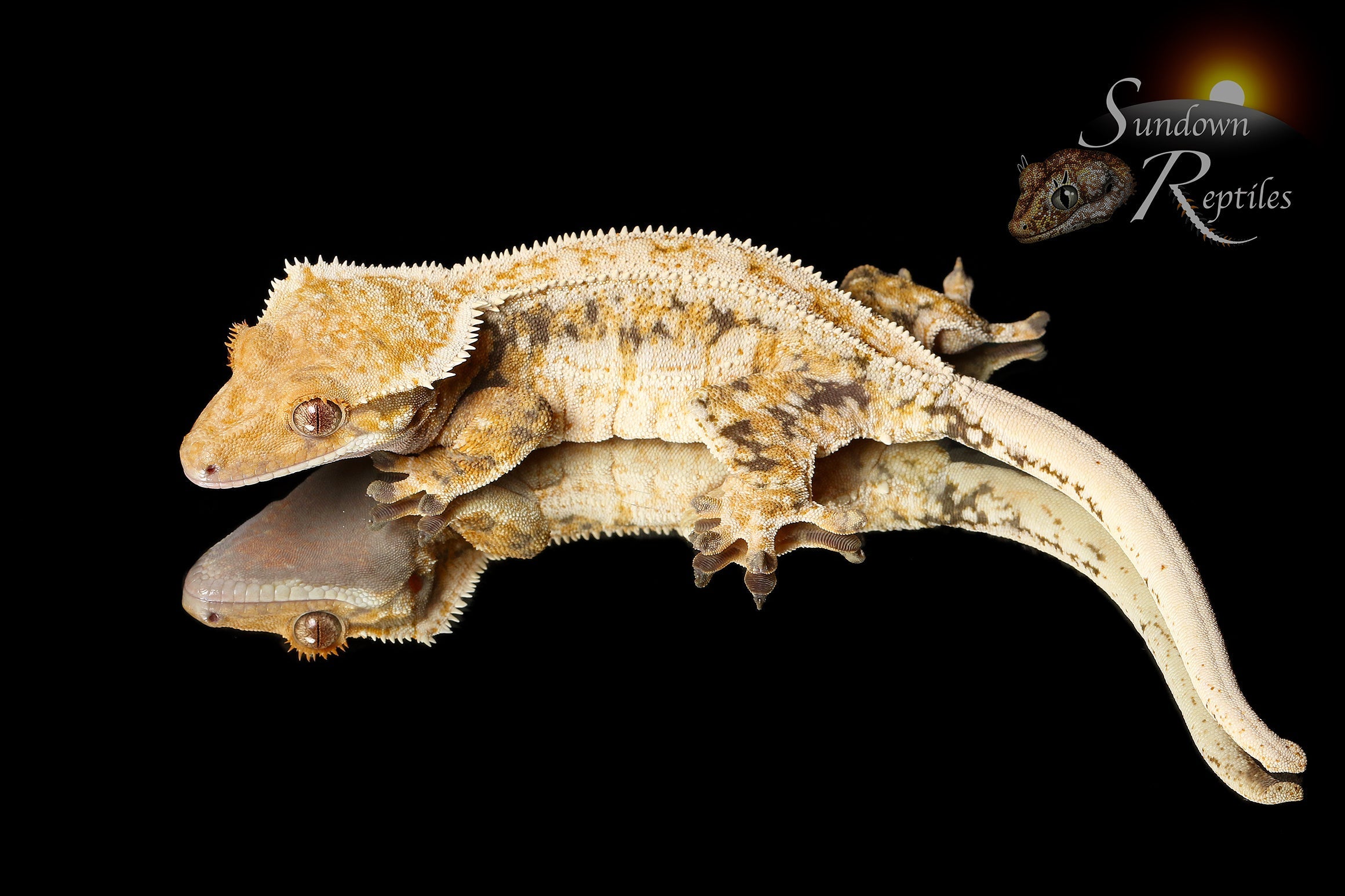 Crested Gecko -  Unsexed (Santeelah x Emily Burke's Midsommar) CC2025-42 - Sundown Reptiles