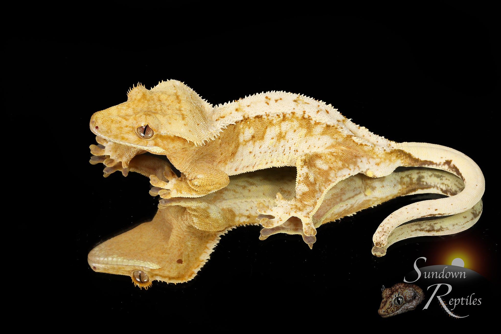 Crested Gecko- Tricolor Subadult female -  (Julix x Gravy) CC15