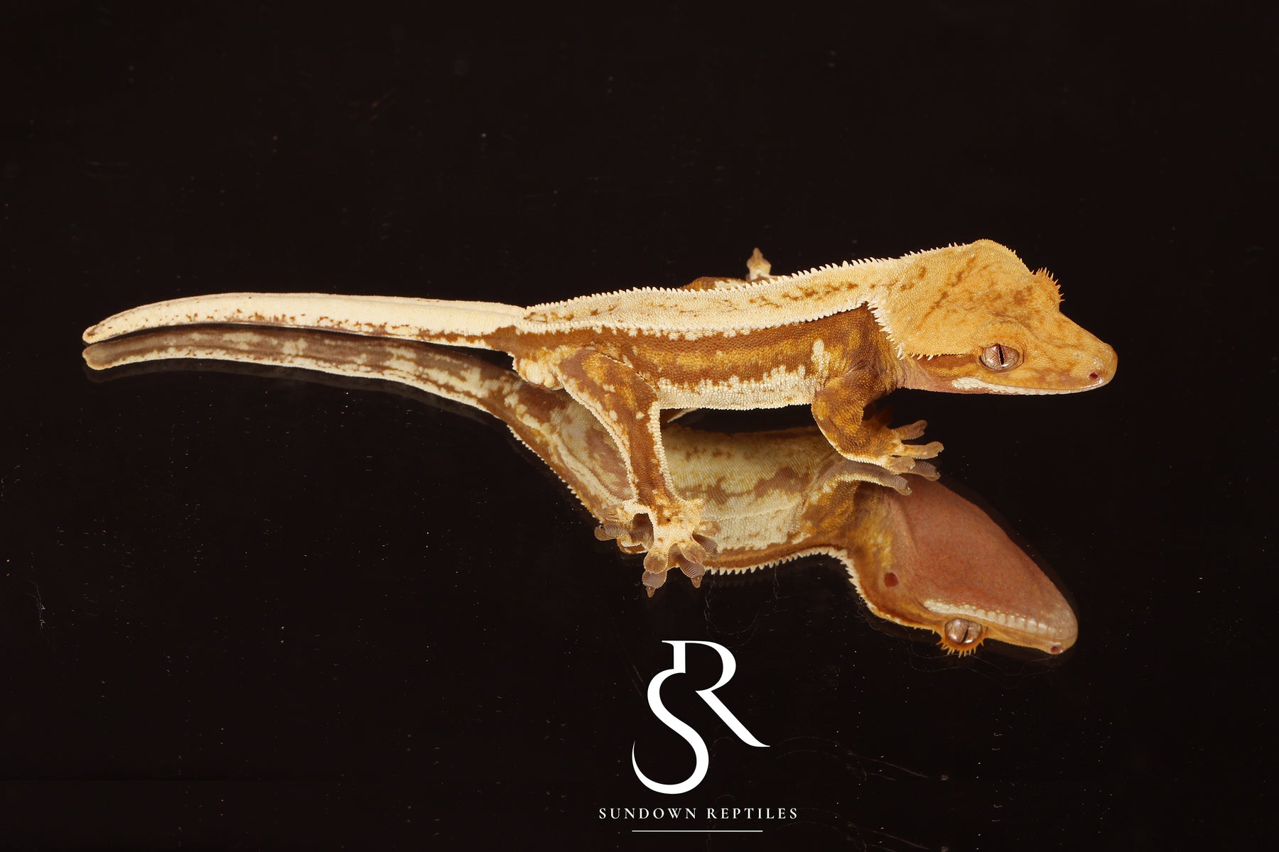 Crested Gecko - Probable Female  (Blood Weasel X Winchester lilly) CC2025-26 - Sundown Reptiles