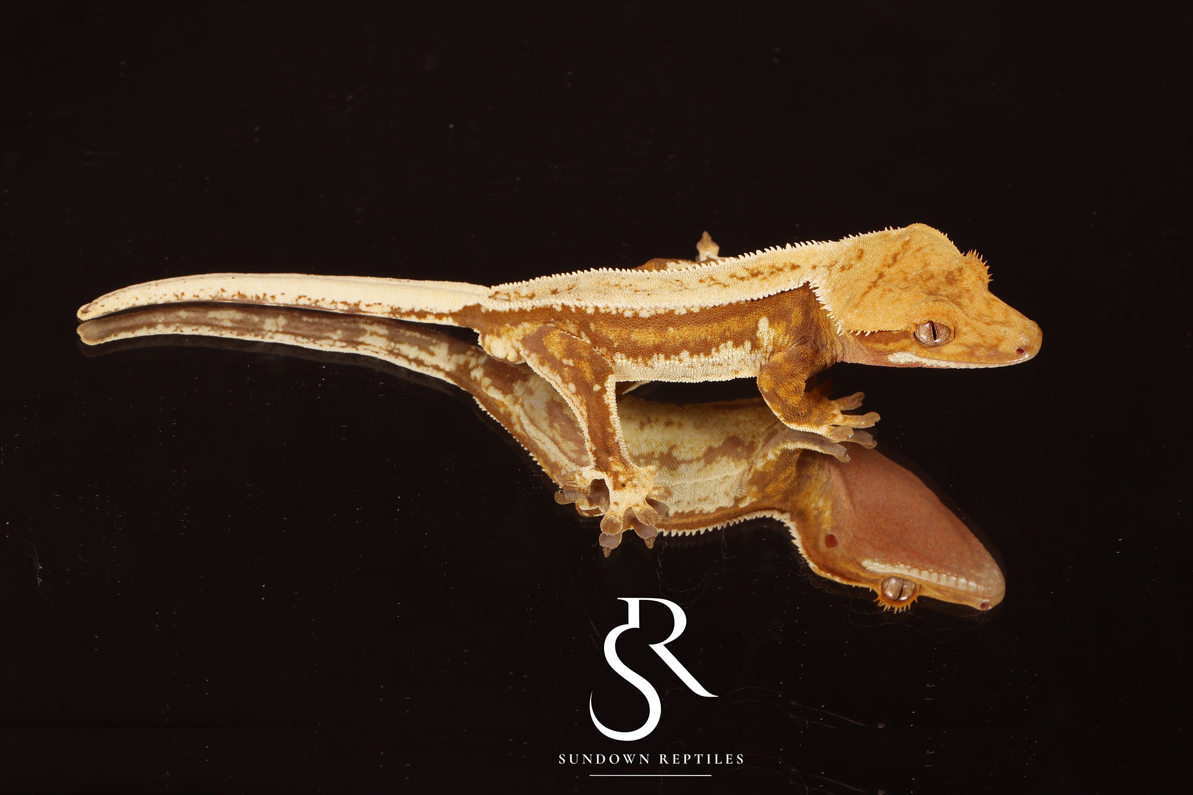 Crested Gecko - Probable Female  (Blood Weasel X Winchester lilly) CC2025-26 - Sundown Reptiles